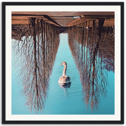 Swanomaly - Museum-Quality Framed Art Print